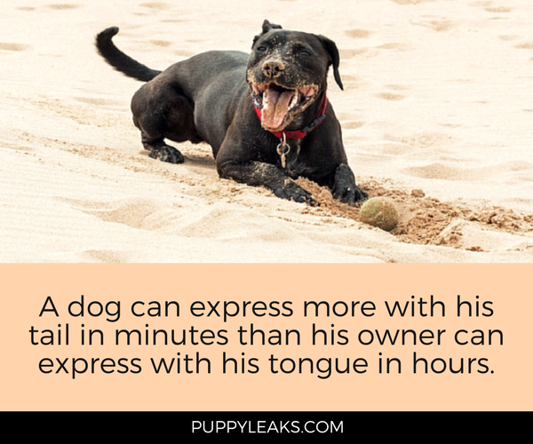 30 Hilarious & Heartwarming Dog Quotes to Brighten Your Day