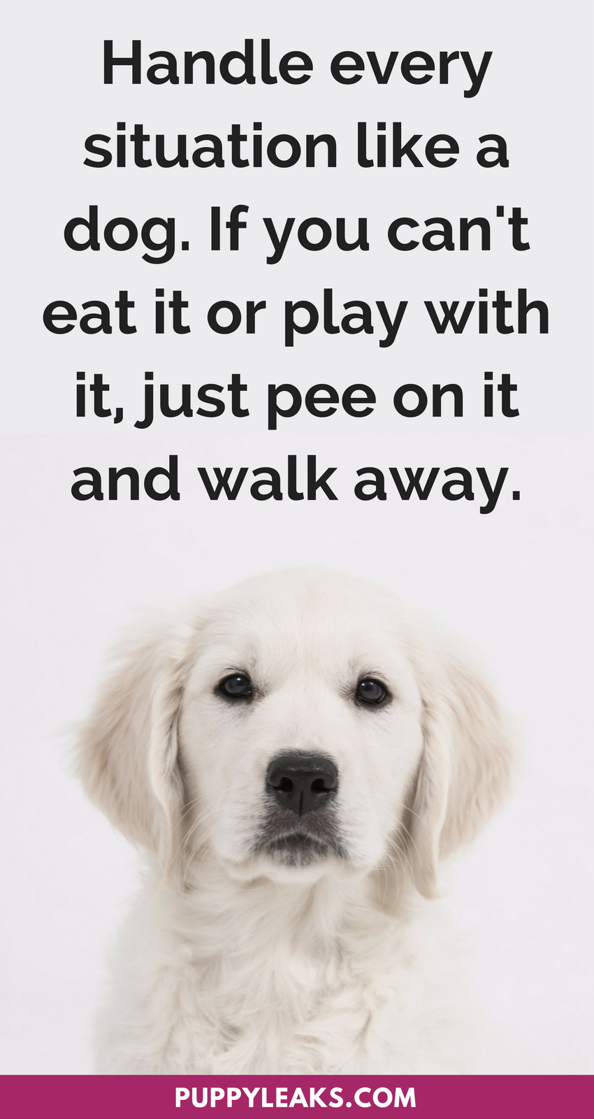 30 Hilarious & Heartwarming Dog Quotes to Brighten Your Day