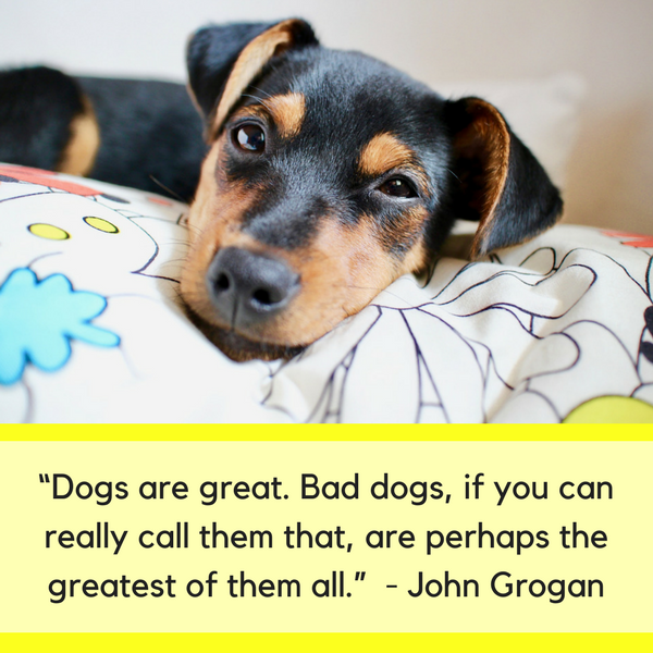 30 Hilarious & Heartwarming Dog Quotes to Brighten Your Day