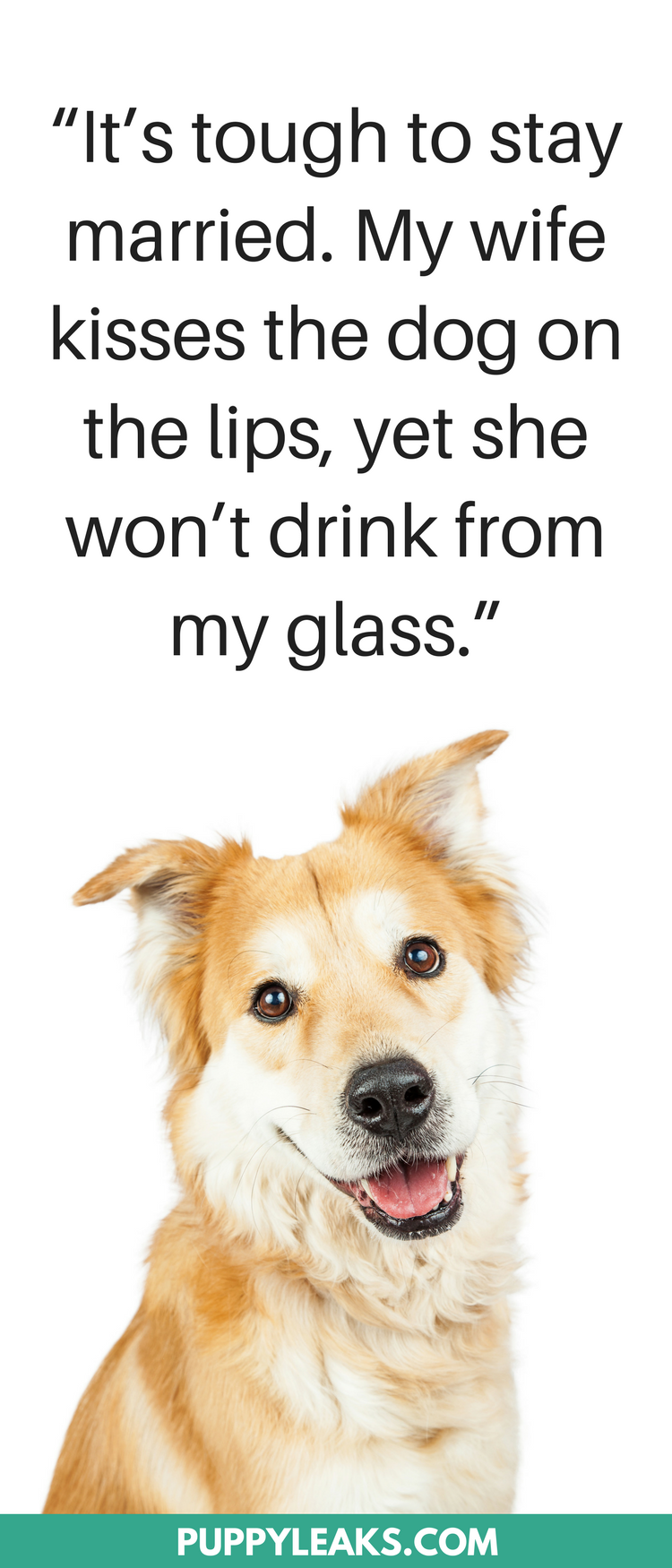 30 Hilarious & Heartwarming Dog Quotes to Brighten Your Day