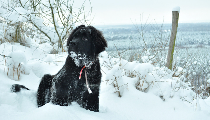 10 Proven Ways to Boost Your Dog’s Mental Stimulation and Reduce Boredom