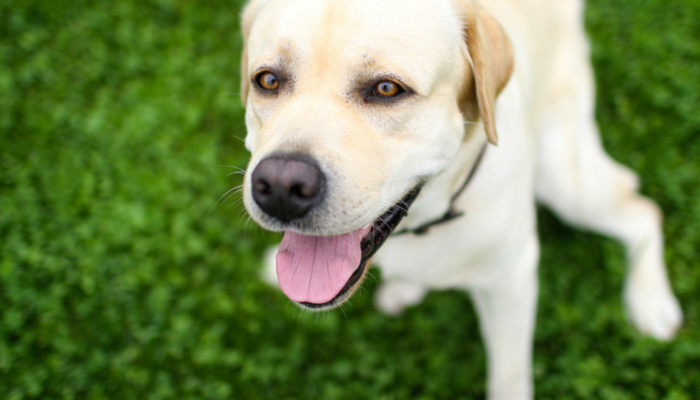 10 Proven Ways to Boost Your Dog’s Mental Stimulation and Reduce Boredom