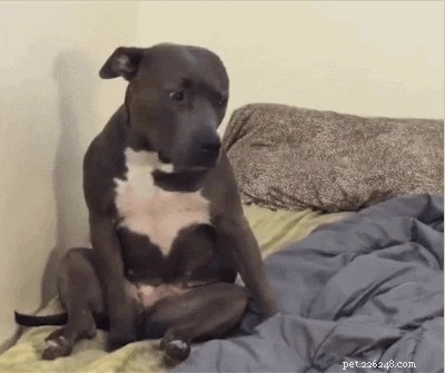 Daily Dialogues with My Dog: How a Furry Co‑Worker Improves My Home‑Office Life