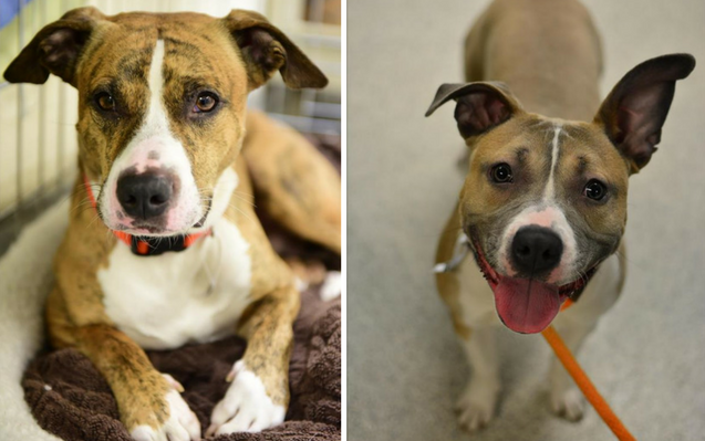 69 Michigan Shelters Offer Free Pet Adoptions on April 29 – Adopt a Dog or Cat Without Fees