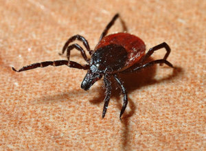 Protect Your Dog: 5 Essential Tick-Related Facts You Must Know