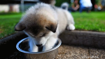 15 Essential Secrets Every New Dog Owner Should Know