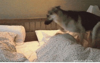 15 Essential Secrets Every New Dog Owner Should Know