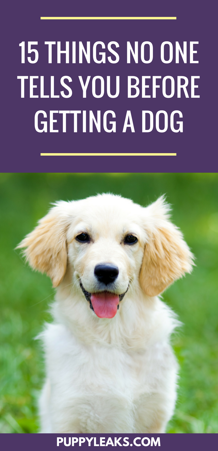 15 Essential Secrets Every New Dog Owner Should Know