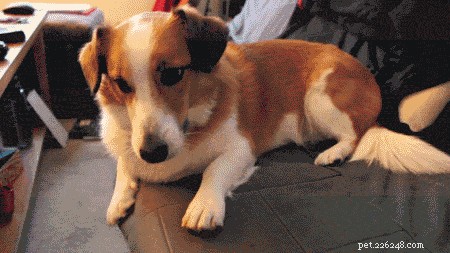 New Study Shows Dogs Prefer Earning Treats Over Free Distribution