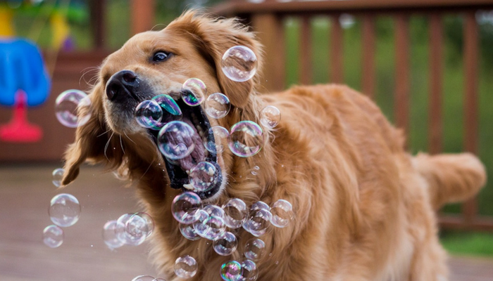 3 Clear Indicators Your Dog Is Bored — And How to Keep Them Engaged