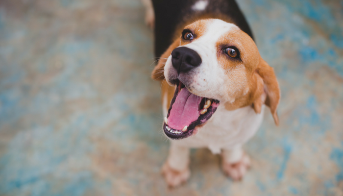 3 Clear Indicators Your Dog Is Bored — And How to Keep Them Engaged