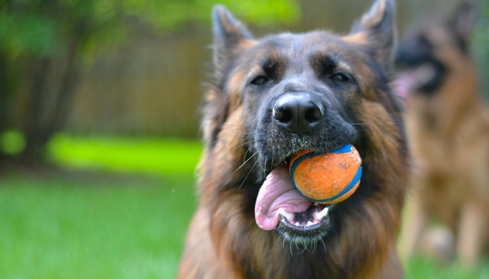 3 Clear Indicators Your Dog Is Bored — And How to Keep Them Engaged