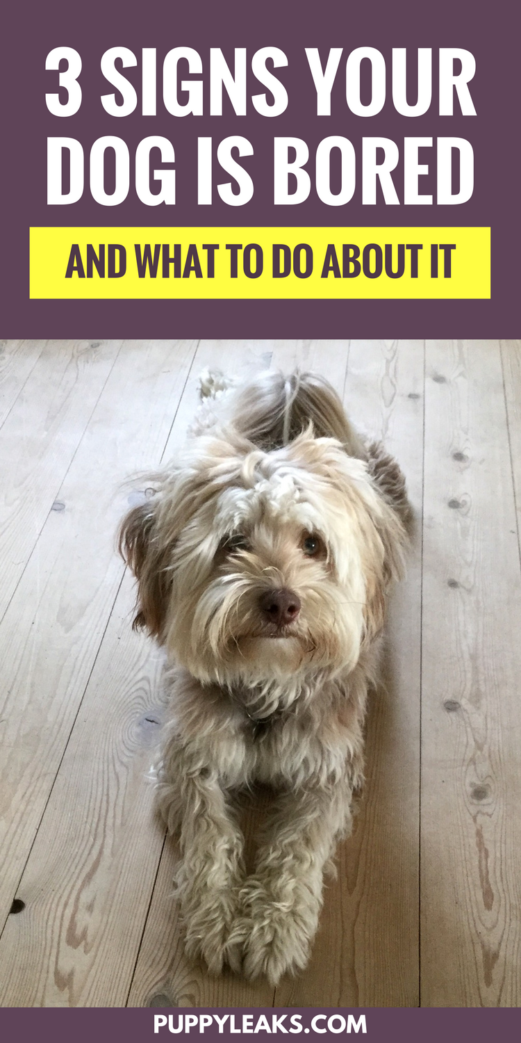 3 Clear Indicators Your Dog Is Bored — And How to Keep Them Engaged