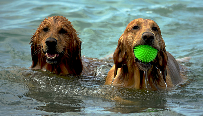 10 Engaging Games to Keep Your Dog Active & Happy