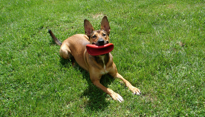 10 Engaging Games to Keep Your Dog Active & Happy