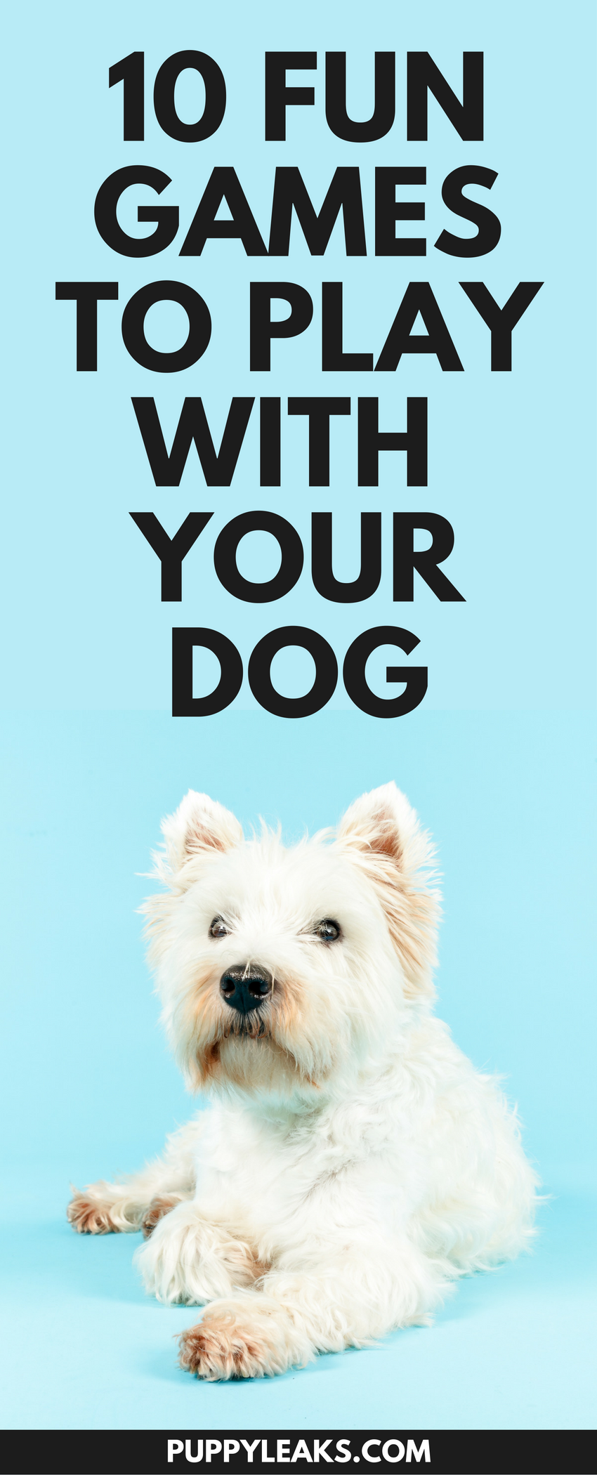 10 Engaging Games to Keep Your Dog Active & Happy
