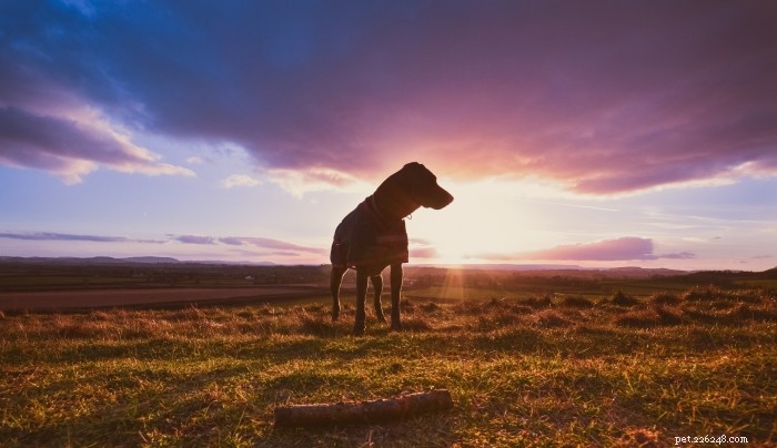 What to Avoid Saying When Someone Loses Their Dog