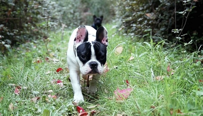 What to Avoid Saying When Someone Loses Their Dog