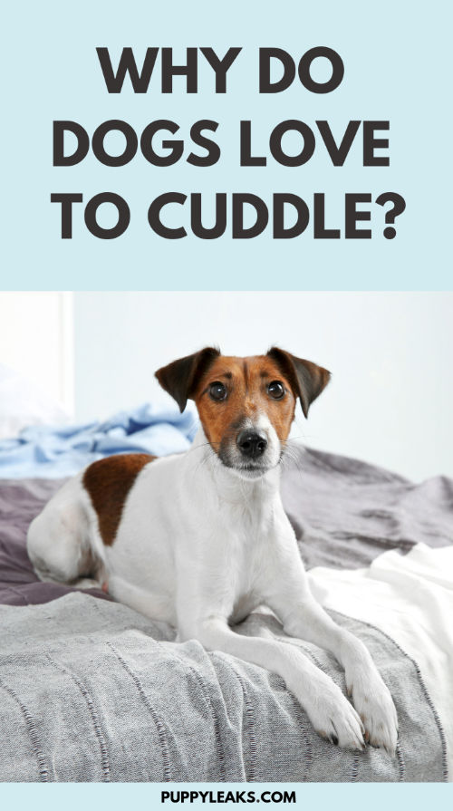 Understanding Why Dogs Love to Cuddle: A Guide to Canine Comfort