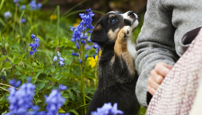 Understanding Why Dogs Love to Cuddle: A Guide to Canine Comfort