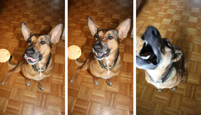 Healthy Apple & Peanut Butter Oat Treats – Quick & Easy Homemade Dog Snacks