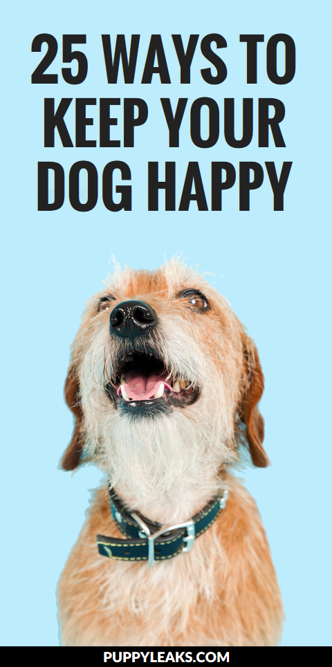 25 Simple Strategies to Keep Your Dog Happy and Healthy
