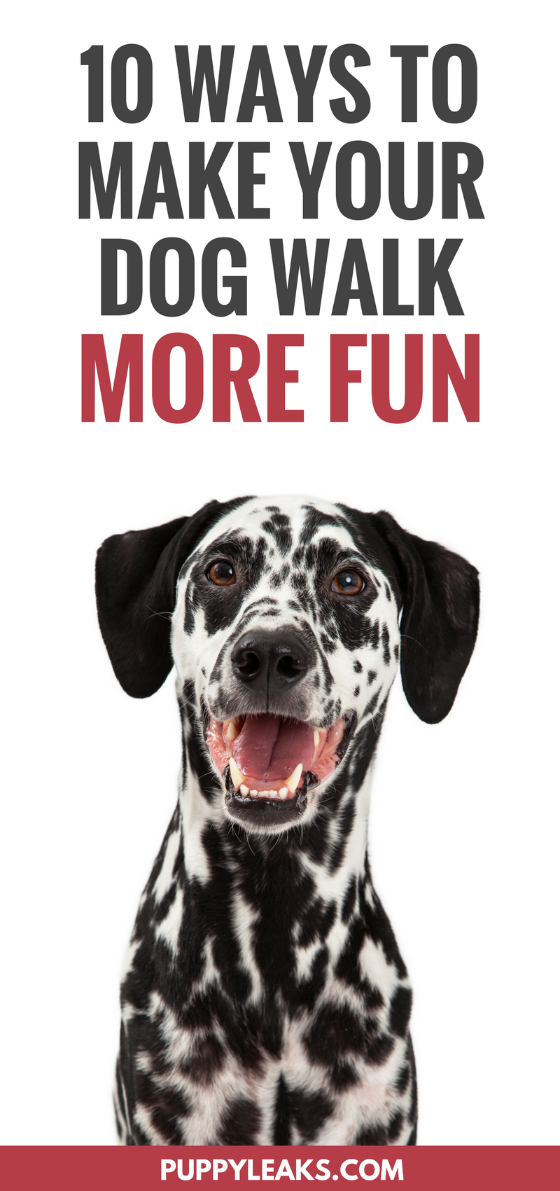 10 Proven Ways to Make Your Dog s Walks More Fun