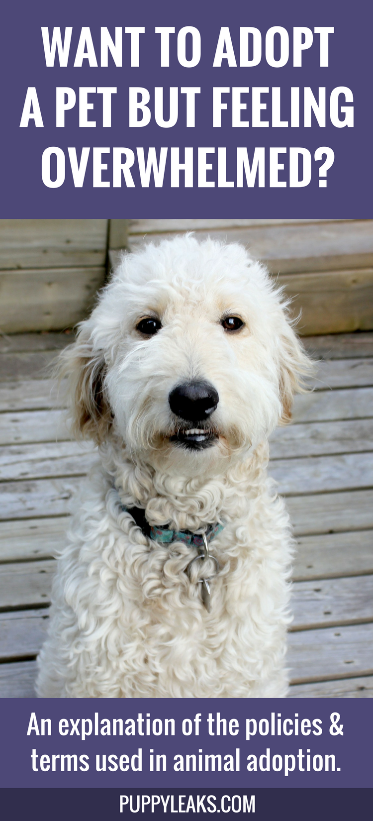 Essential Guide to Animal Shelter, Rescue, and Adoption Terms