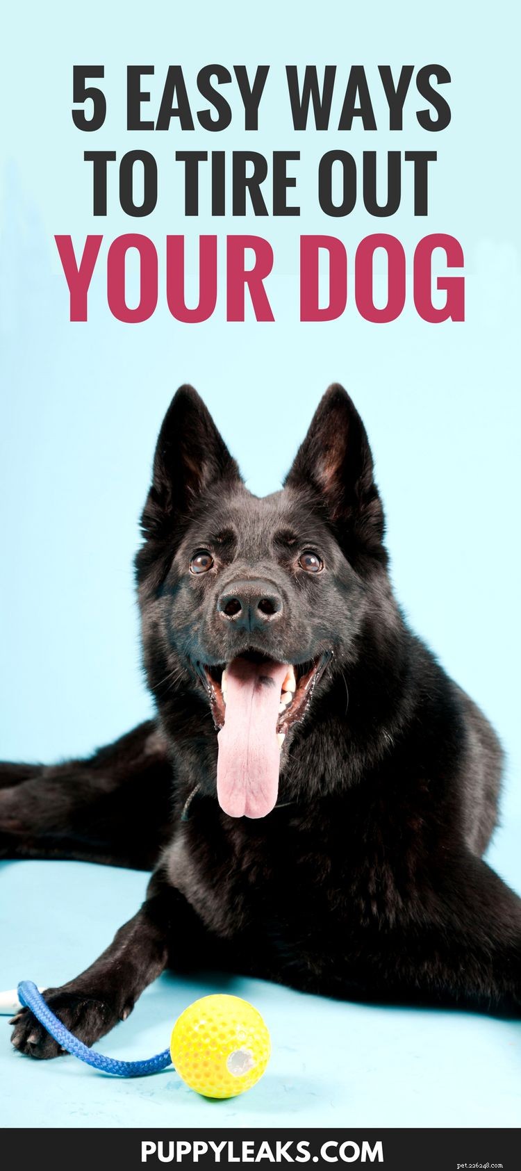 5 Proven Strategies to Exhaust Your Energetic Dog Fast