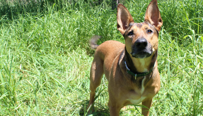 Keep Dog Training Engaging: Rotate Rewards for Motivation & Success
