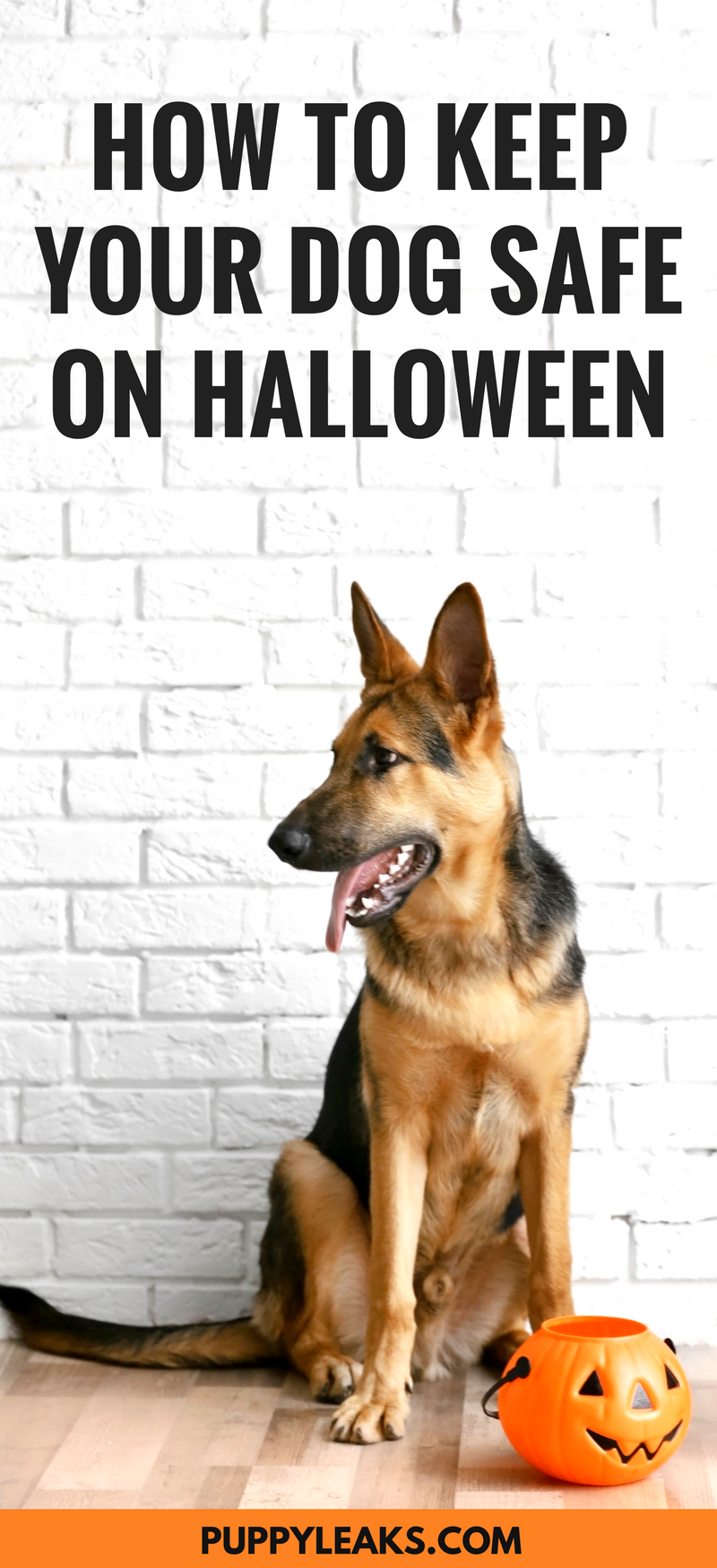 Keep Your Dog Safe This Halloween: Proven Safety Tips