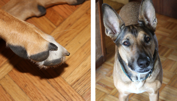Why I Choose a Dremel Over Nail Clippers for Dog Nail Trimming