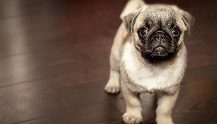 10 Proven Steps to Build a Strong Bond with Your New Dog