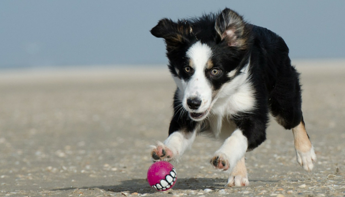 10 Proven Steps to Build a Strong Bond with Your New Dog