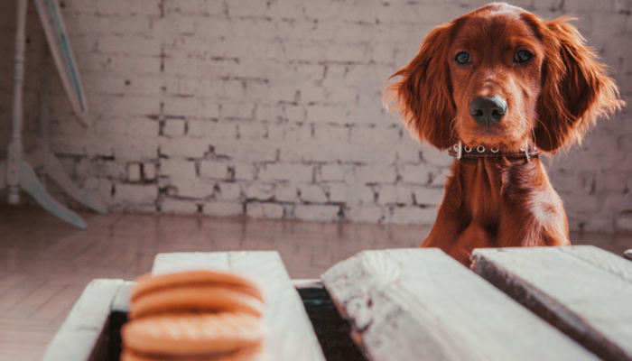 10 Proven Steps to Build a Strong Bond with Your New Dog
