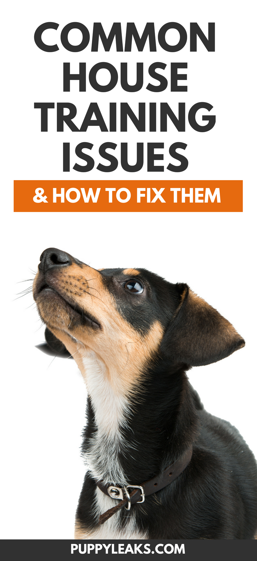 5 Common House Training Challenges & Expert Solutions for Puppies