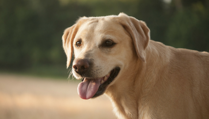 10 Engaging Brain Games to Keep Your Dog Mentally Sharp