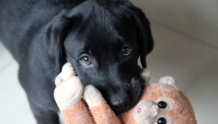 10 Engaging Brain Games to Keep Your Dog Mentally Sharp