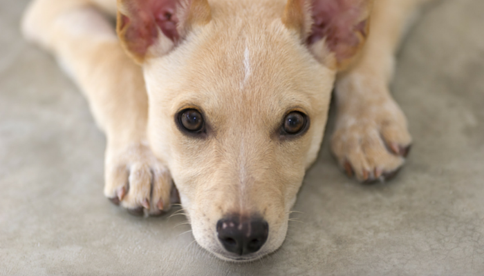 10 Engaging Brain Games to Keep Your Dog Mentally Sharp