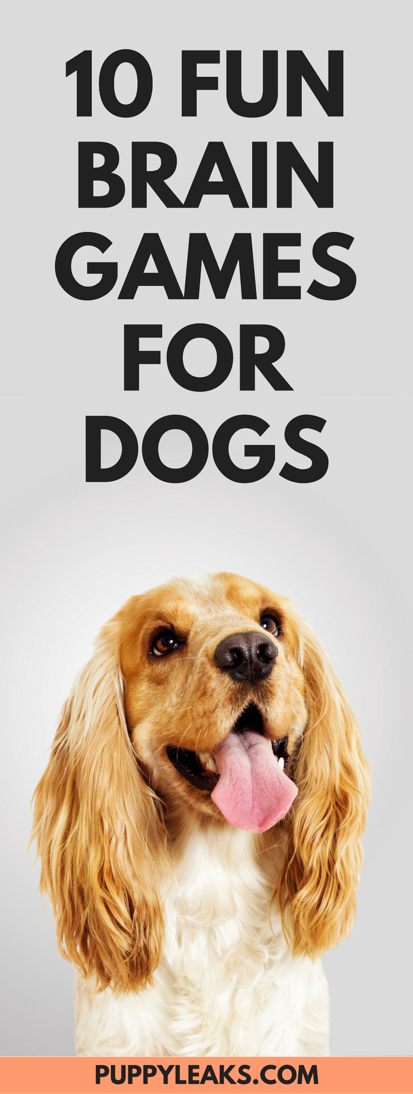 10 Engaging Brain Games to Keep Your Dog Mentally Sharp