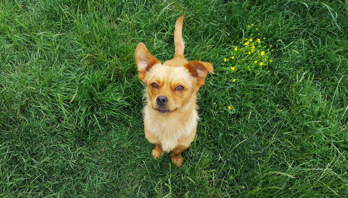 10 Proven Strategies to Simplify Dog Training