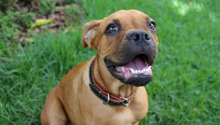 10 Proven Strategies to Simplify Dog Training