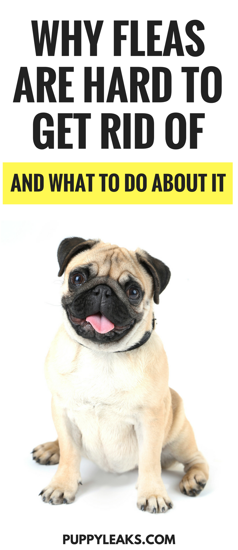 Why Fleas Persist: 3 Key Reasons and How to Eliminate Them