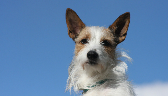 Why Daily Dog Tooth Brushing Matters: Health Benefits & Tips