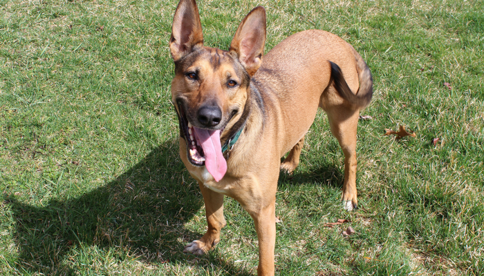 Why Daily Dog Tooth Brushing Matters: Health Benefits & Tips