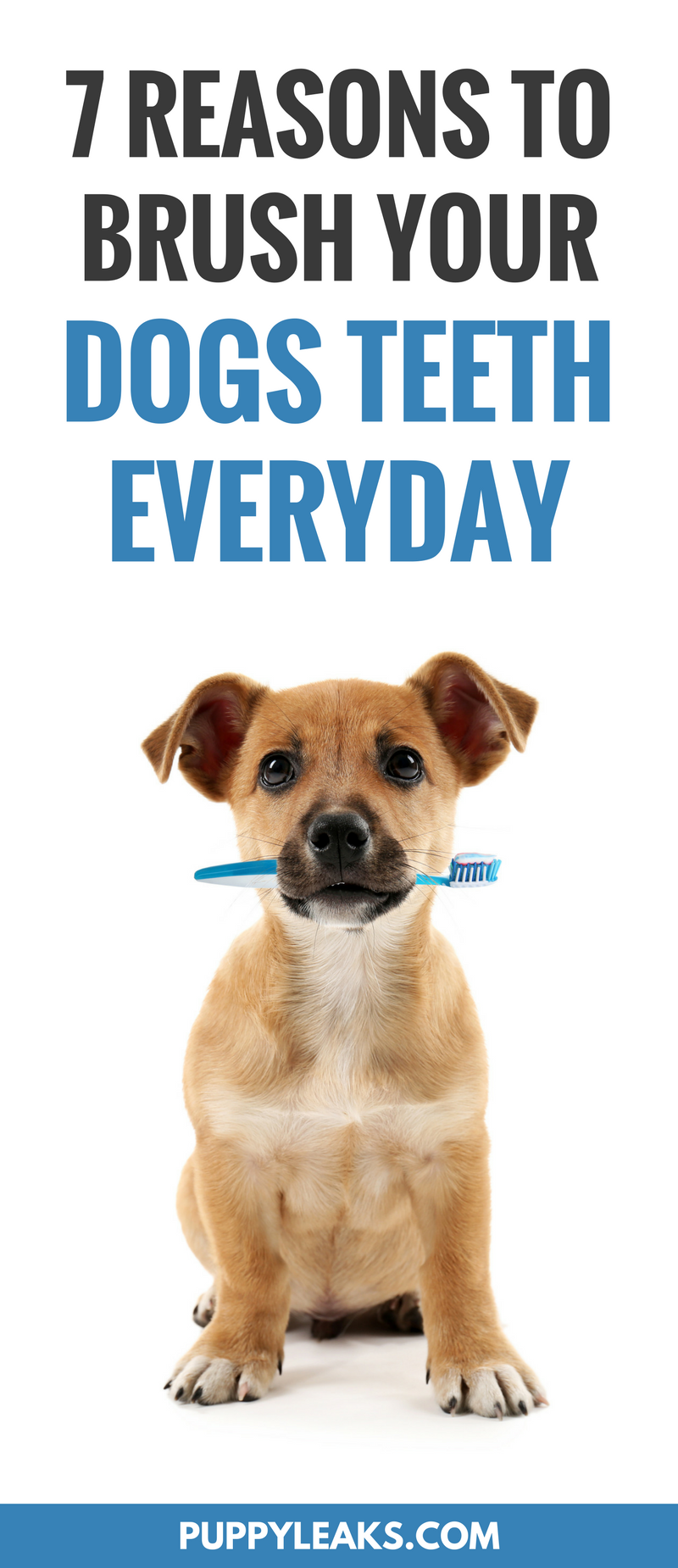 Why Daily Dog Tooth Brushing Matters: Health Benefits & Tips