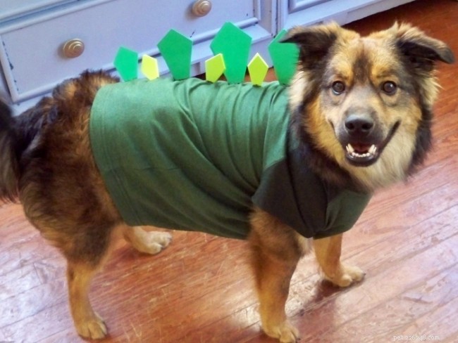 8 Simple, Safe Ways to Dress Your Dog for Halloween