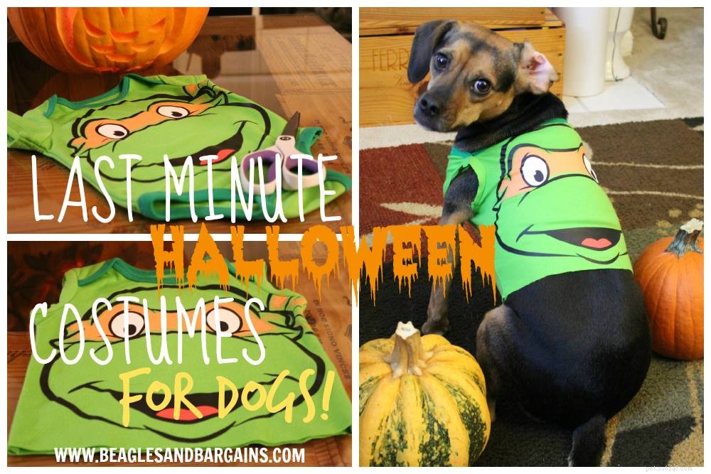 8 Simple, Safe Ways to Dress Your Dog for Halloween