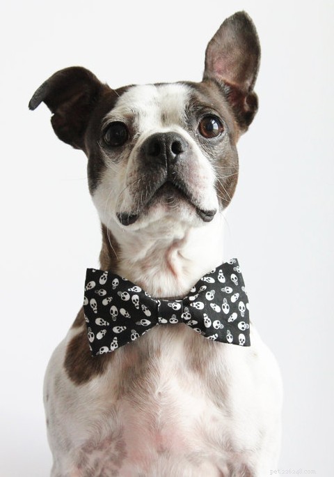 8 Simple, Safe Ways to Dress Your Dog for Halloween