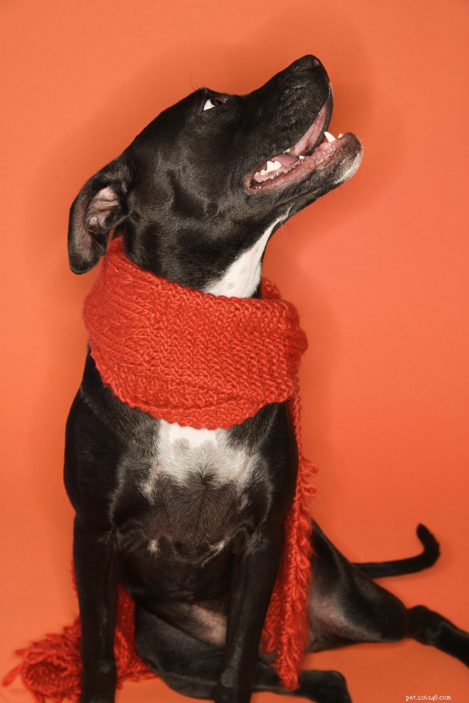 8 Simple, Safe Ways to Dress Your Dog for Halloween